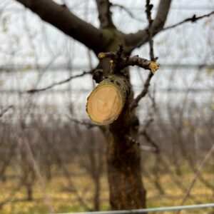 Ramură tăiată de discurile mașinii de tăiere livadă Orizzonti FRUIT-D